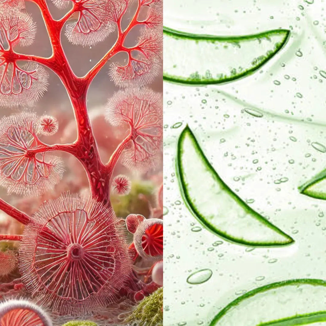 INCI Inhaltsstoffe Rhodophyta Aloe Vera Reinigung