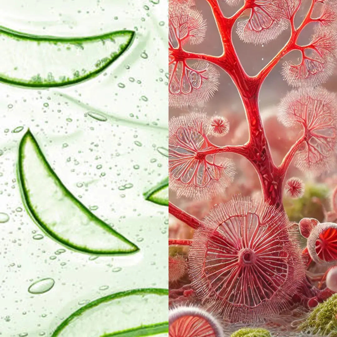 INCI Inhaltsstoffe Rhodophyta Tagescreme vegan
