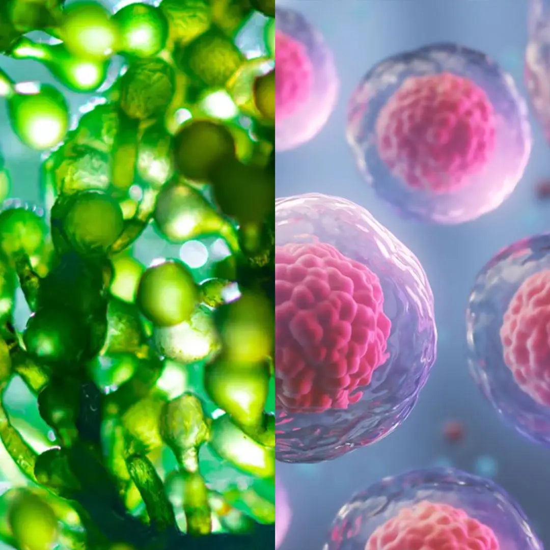 INCI Inhaltsstoffe Astaxanthin Spirulina Augencreme