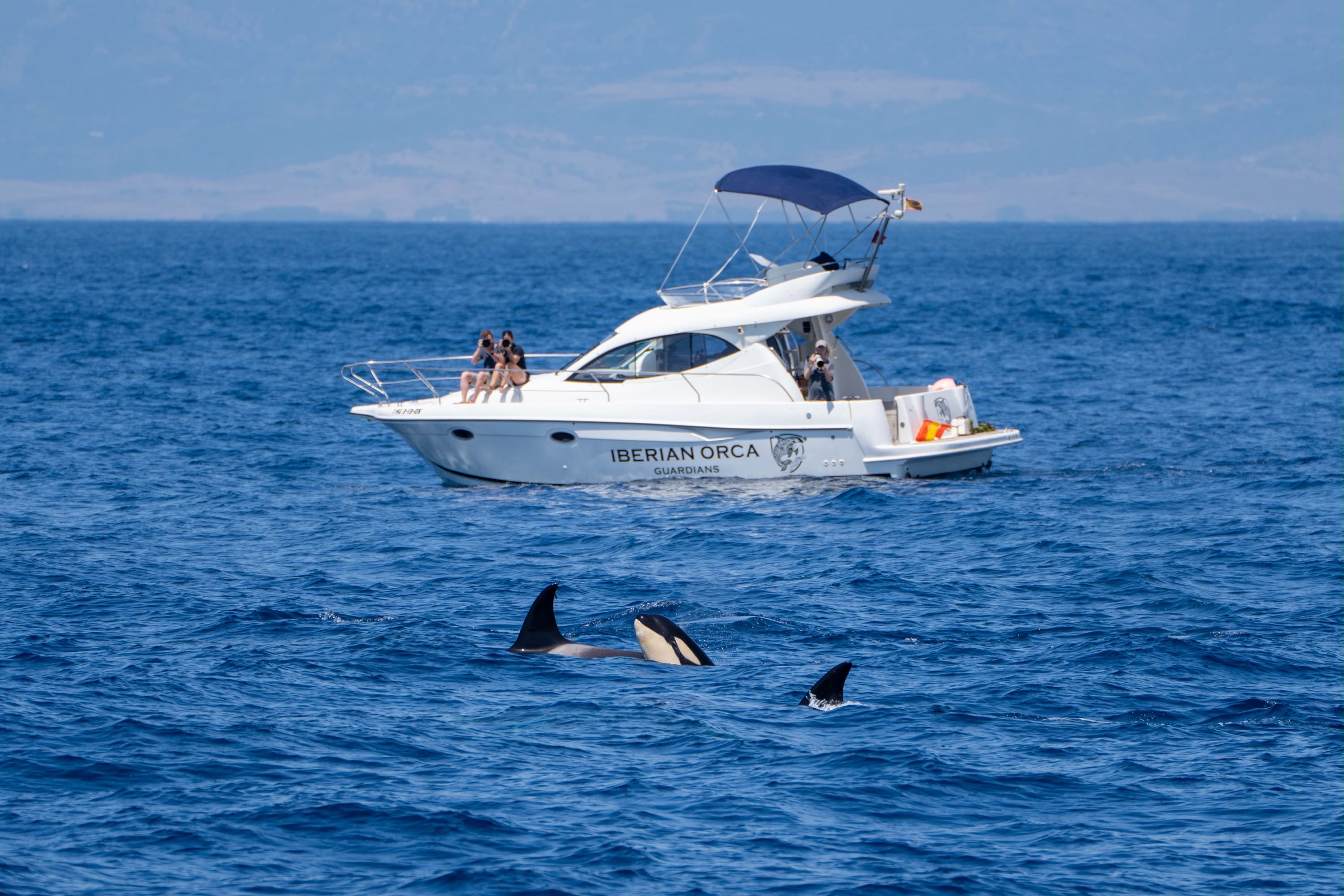 care for orcas: Spendenkampagne