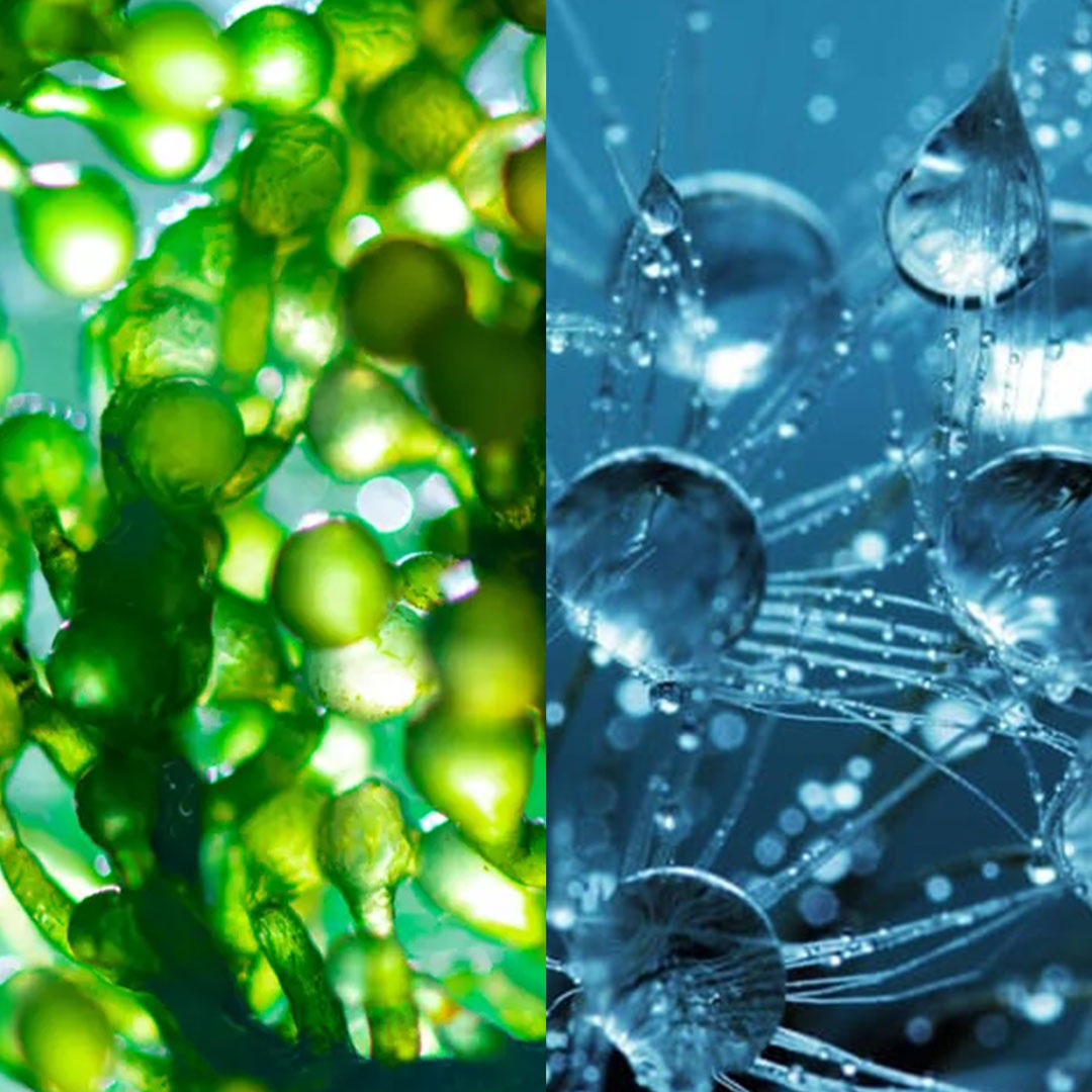 Hyaluronic Rhodophyta Hydra Glow Booster Serum, 30ml